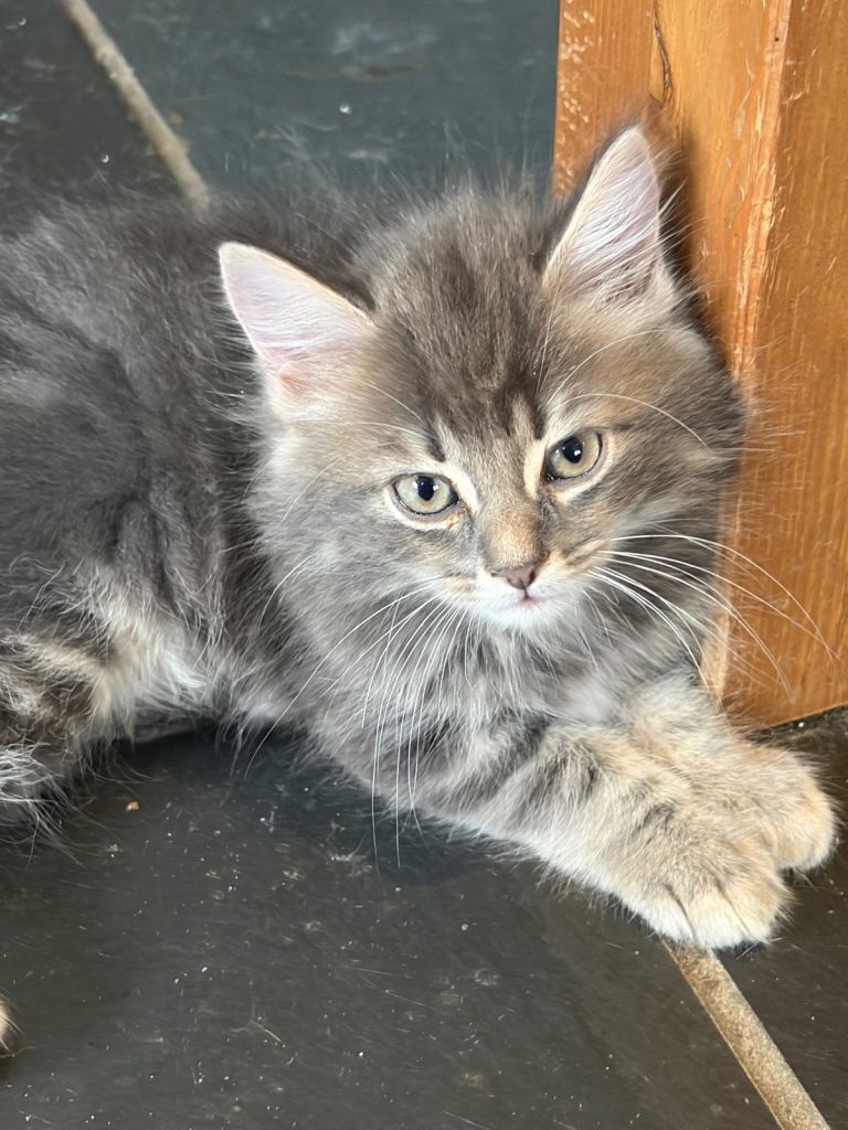 Gorgeous Fluffy and short haired kittens 