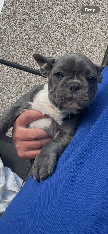 French bulldog puppies 