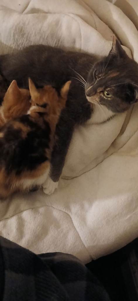 Male and female kittens