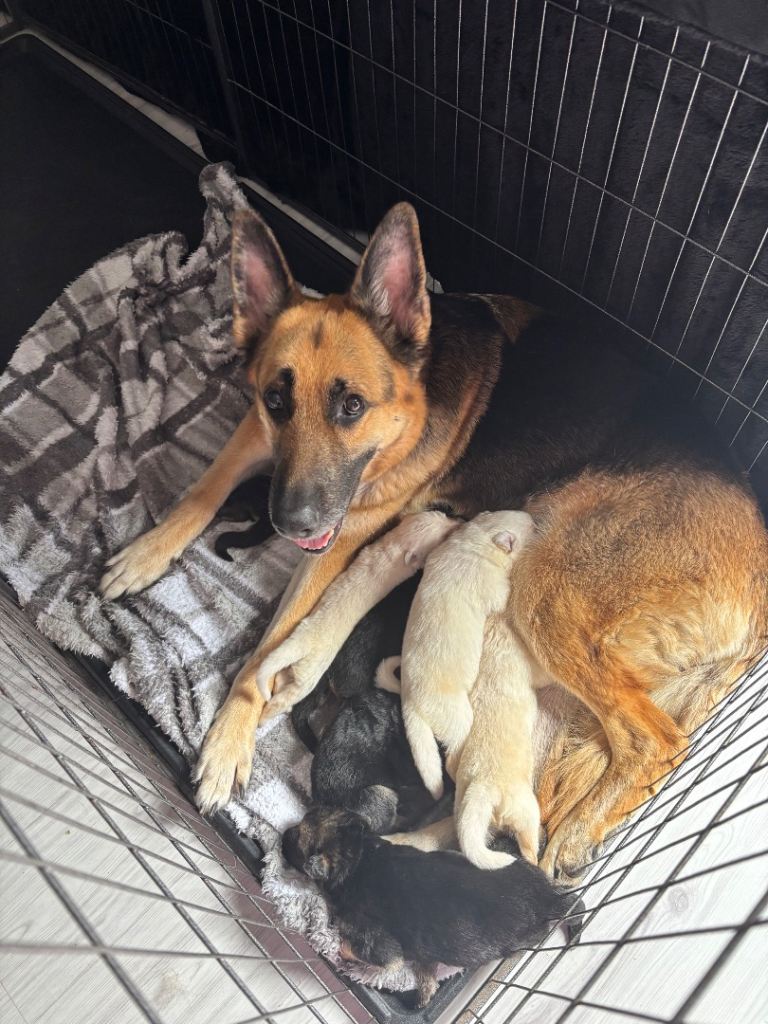 German Shepherd Puppies 