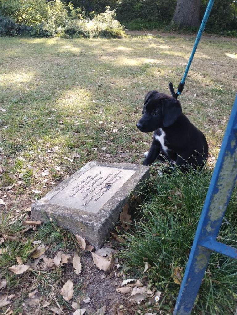 Miniature Marvel: 12-Week-Old Male  Border Collie 