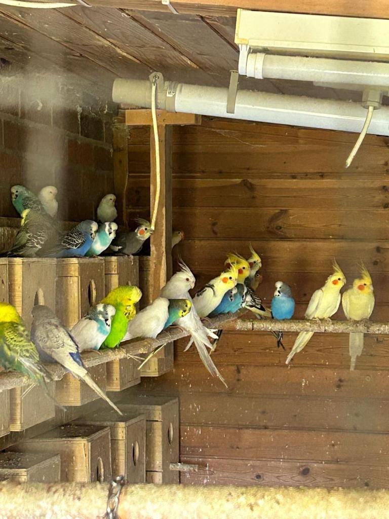 Cockatiels 
