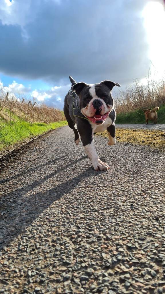 Loving home needed. Olde english bulldogge 