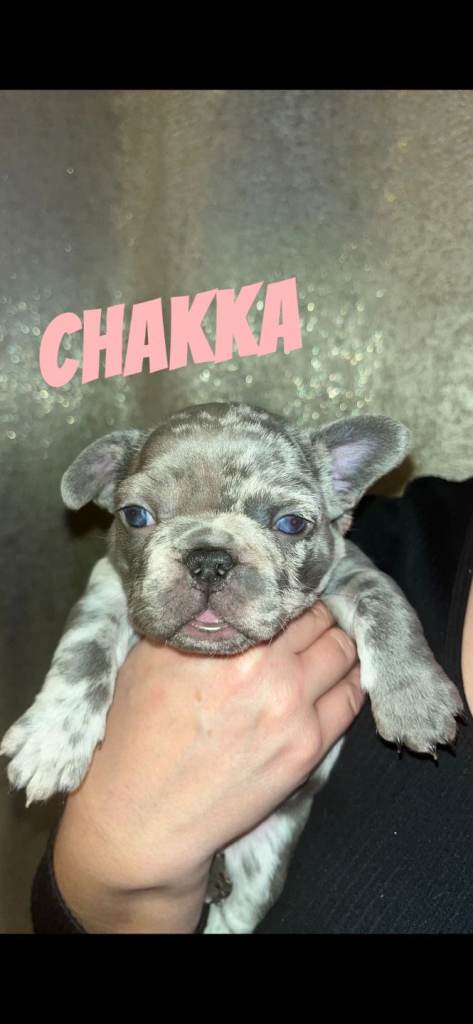 French bulldog puppy's 