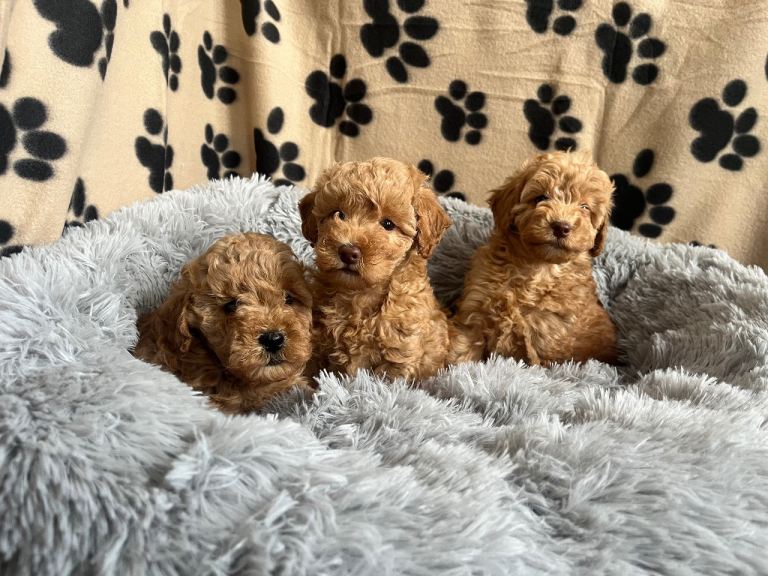 Cavapoo puppies
