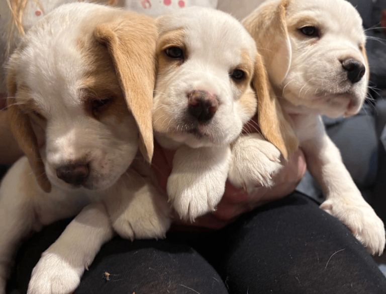 Beagle puppies for sale