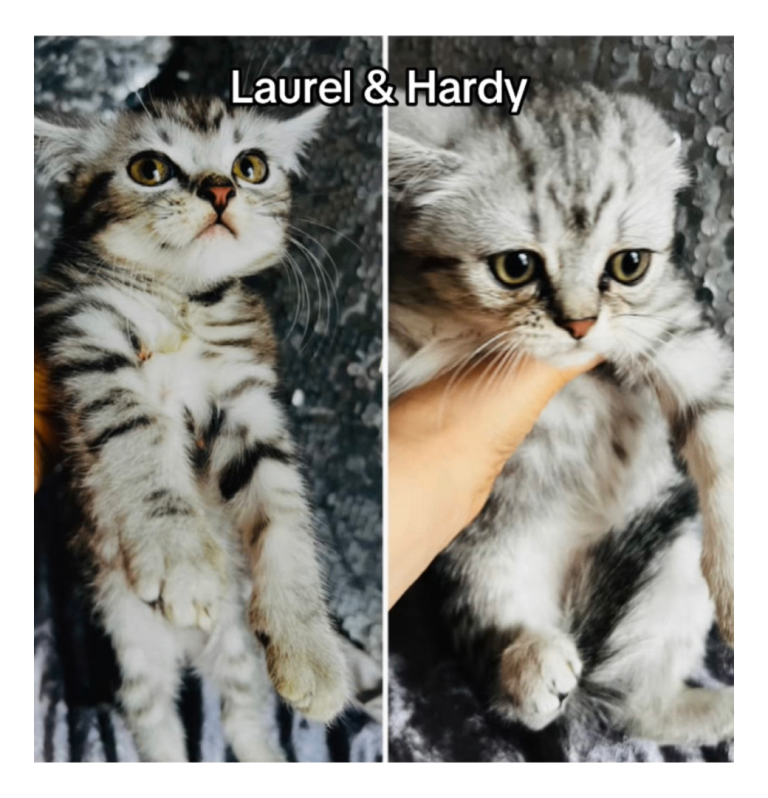 Male silver tabby’s  x2 