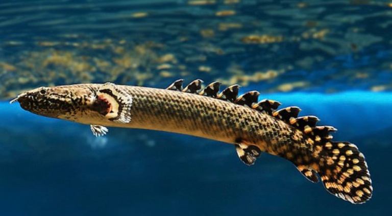 Ornate Bichir