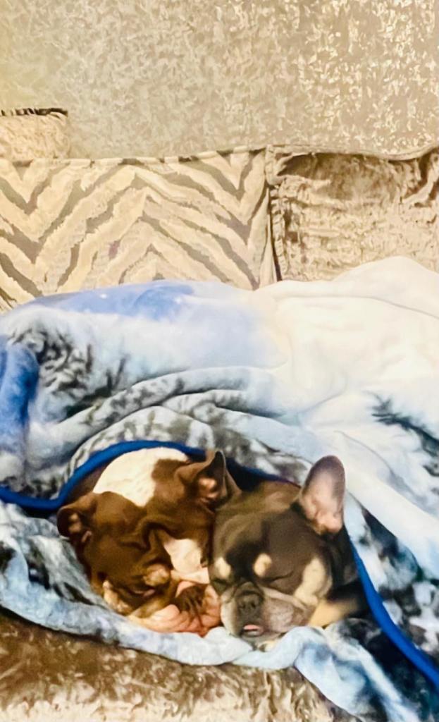 French bulldog and English bulldog two best friends please read whole ad