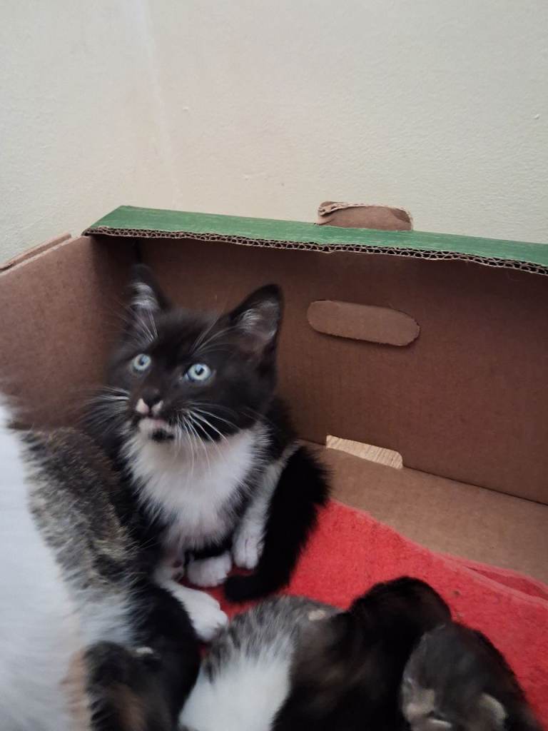 cute kittens