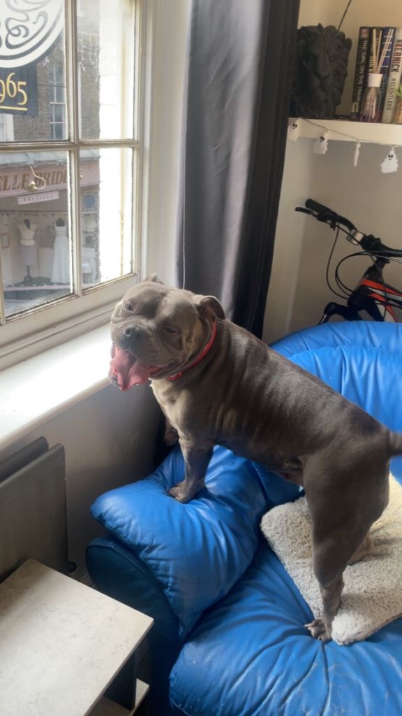 4 year old pocket bully