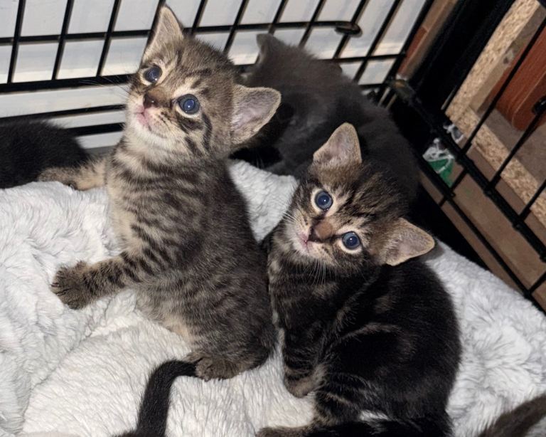 Gorgeous mixed kittens 