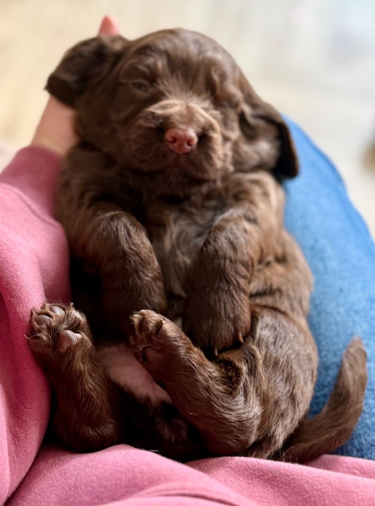 Gorgeous cocker spaniel pups