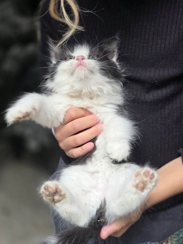 Kitten for sale