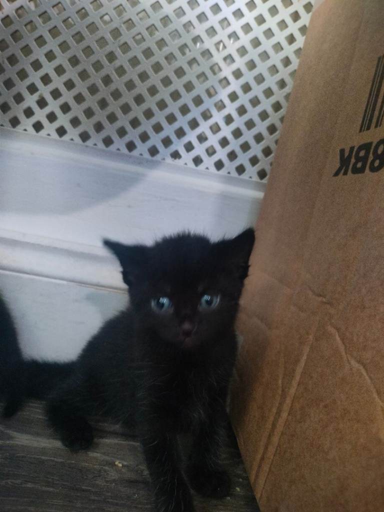 Kittens for sale