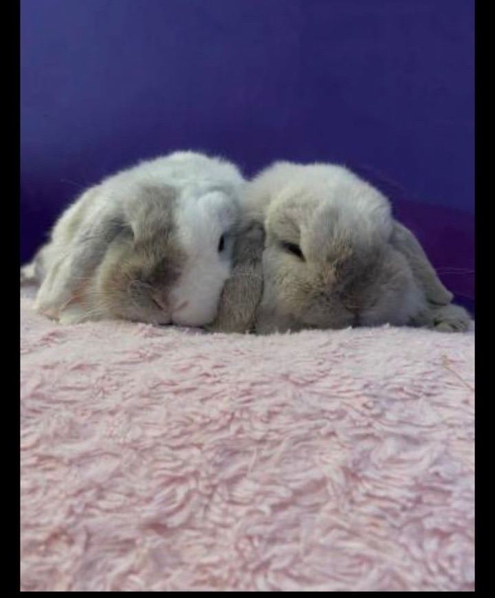 2 male mini lop