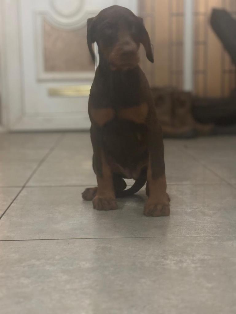 Doberman puppies 