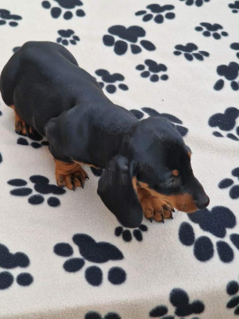 Mini Dachshunds