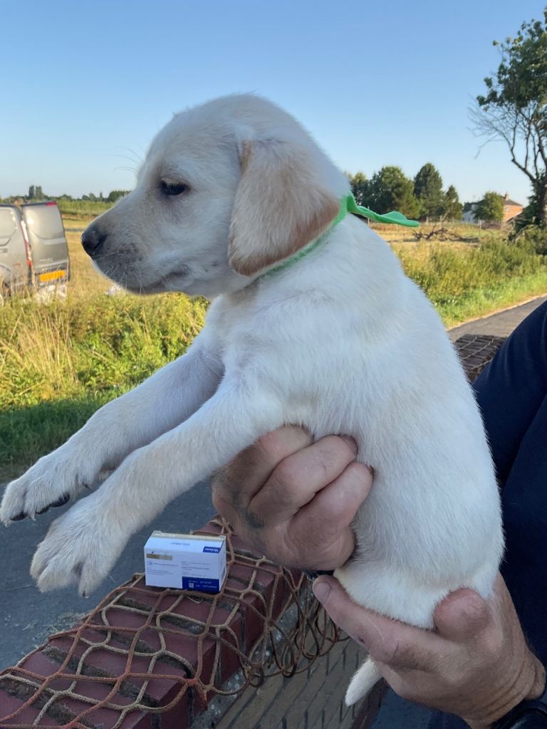 Labrador puppies KC registered 