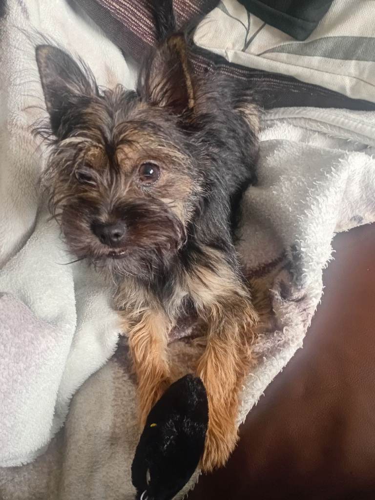 Yorkie cross puppy