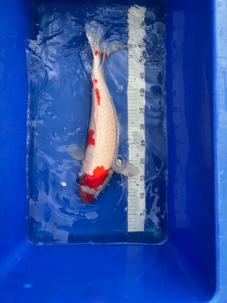 Koi carp 