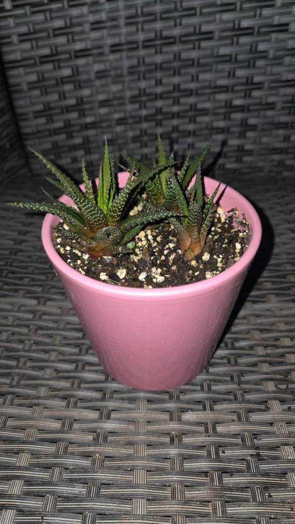 Haworthia in coloured planter