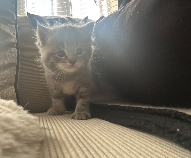 Mainecoon kittens FULL GREY COATS 