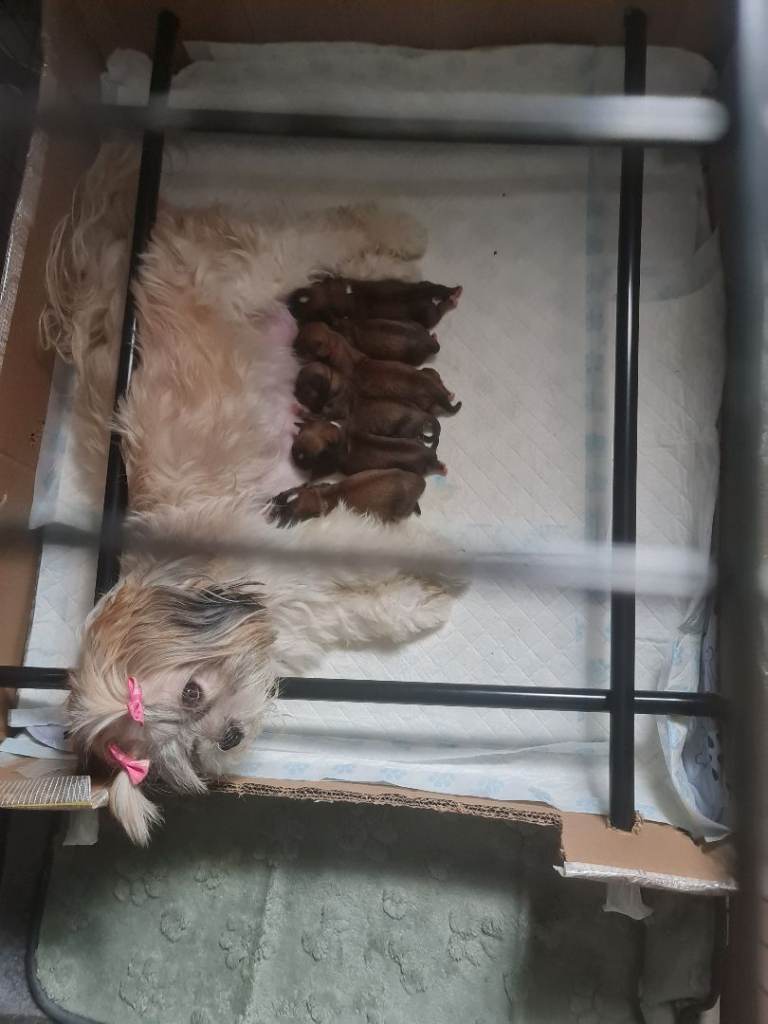 Lhasa apso boy puppies for sale