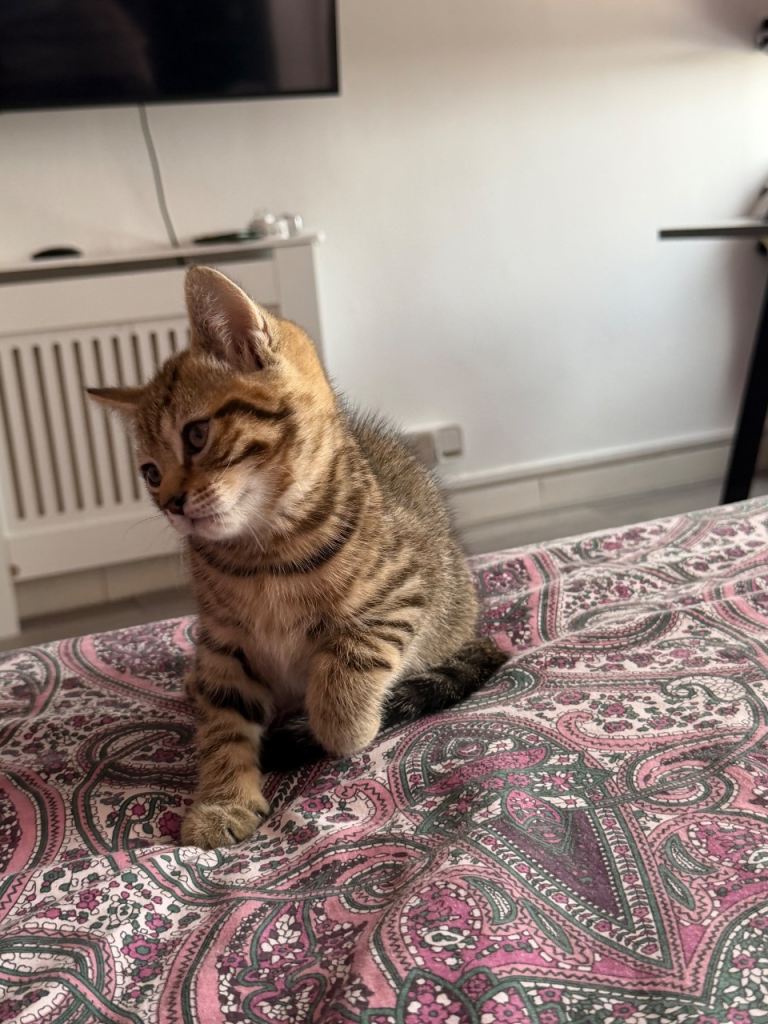 BSH male kitten ready to go. 