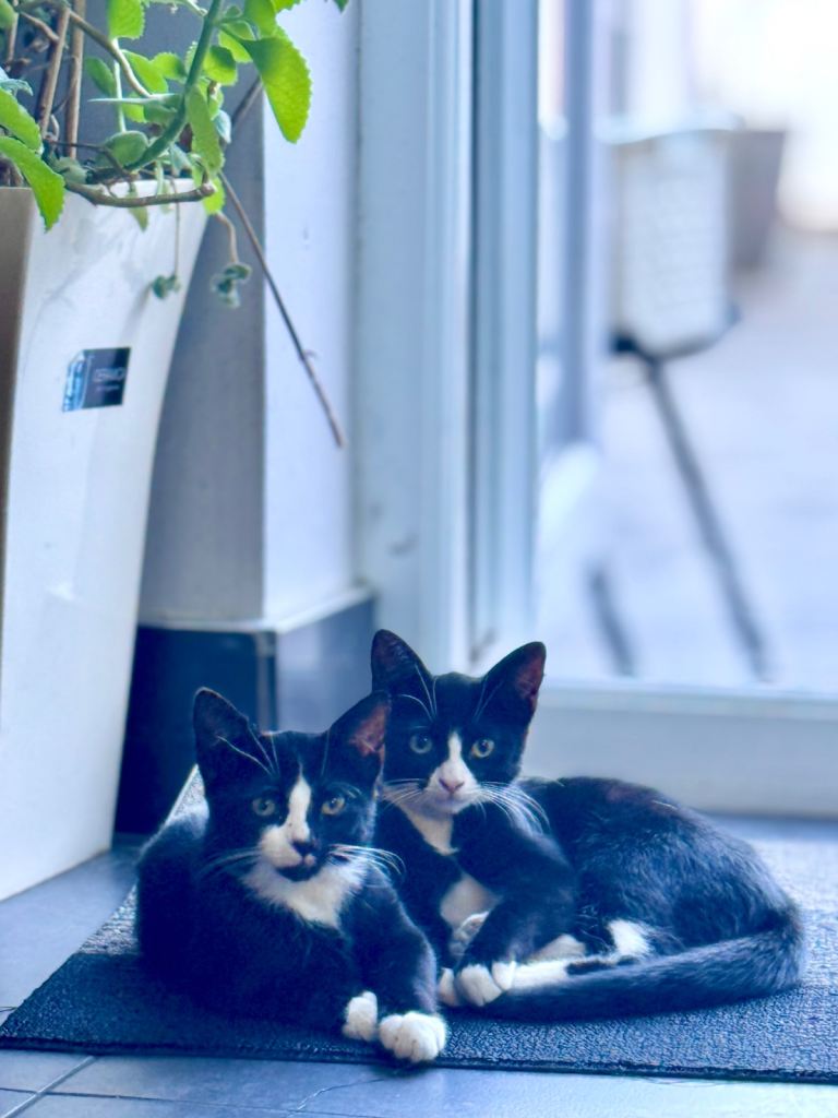 2 adorbale kittens for sale 