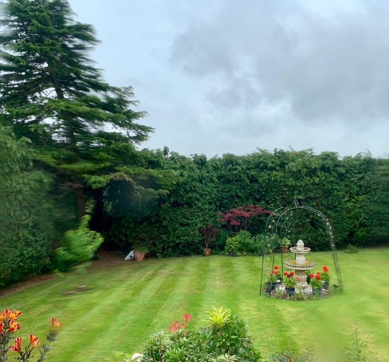 Hedge trimming & tree cutting or removal 