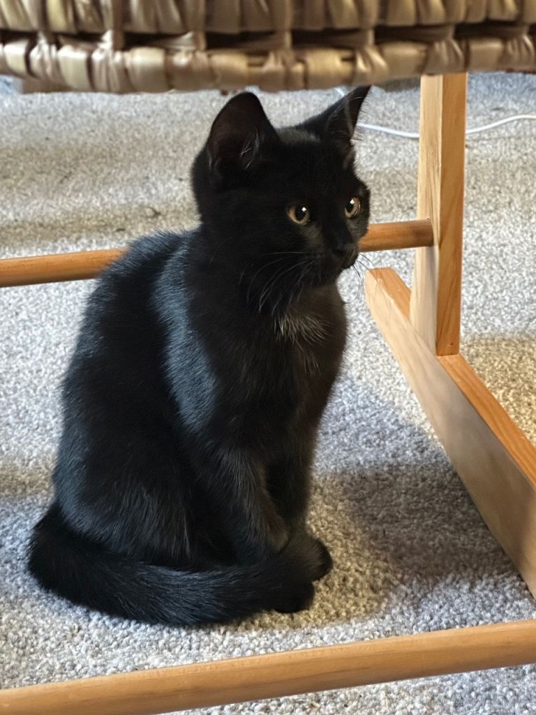 Gorgeous kitten - 12 weeks old, vaccinated and microchipped 