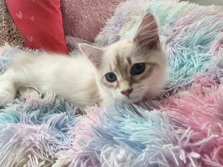  Siberian Male Kitten – GCCF Registered with Breeding Permission