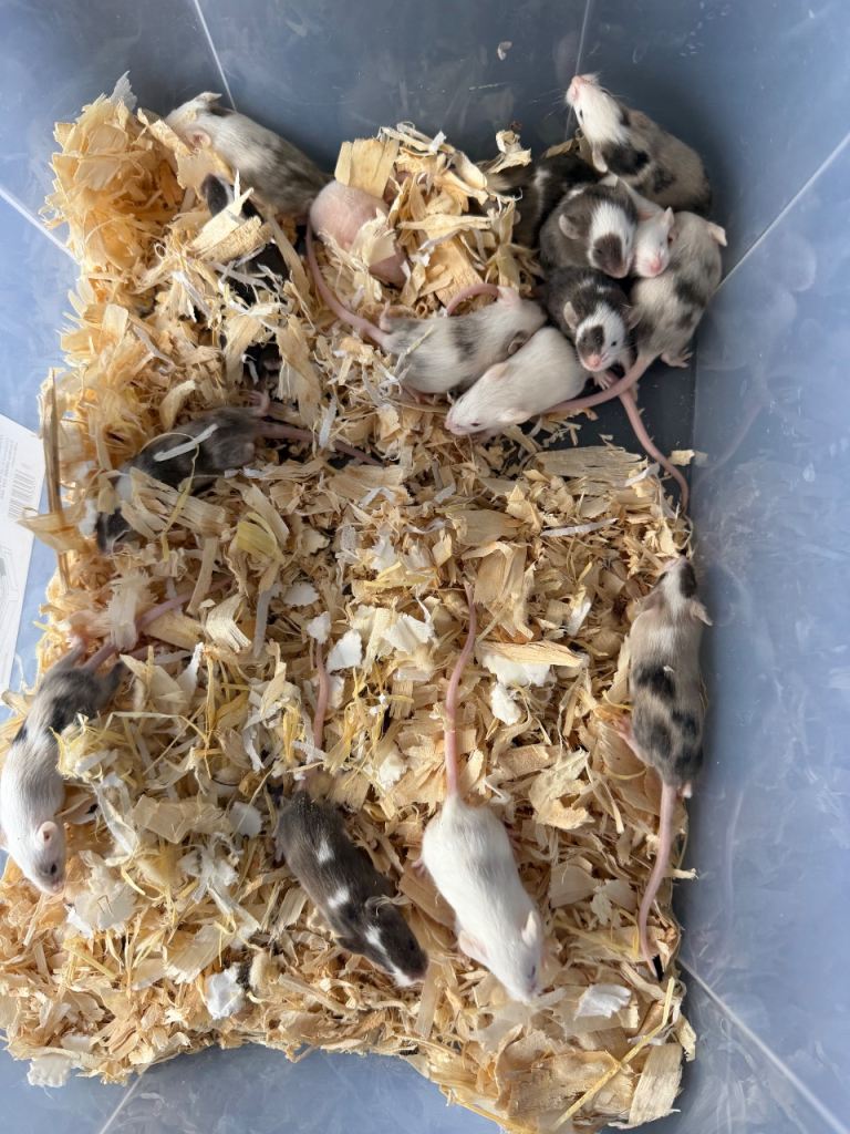 Baby Mice 