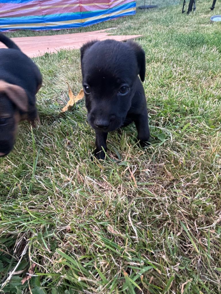 Patterdale terrier puppies 