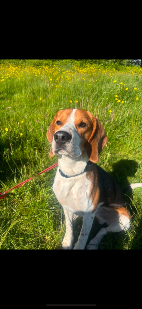 1year old beagle
