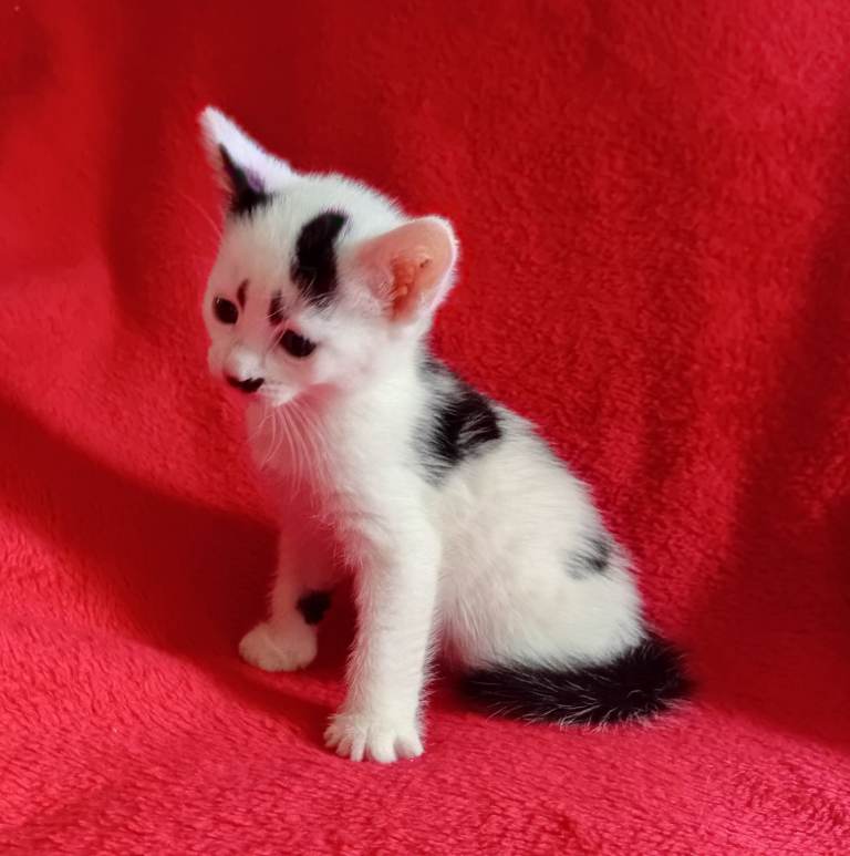 Black & White girl kittens 