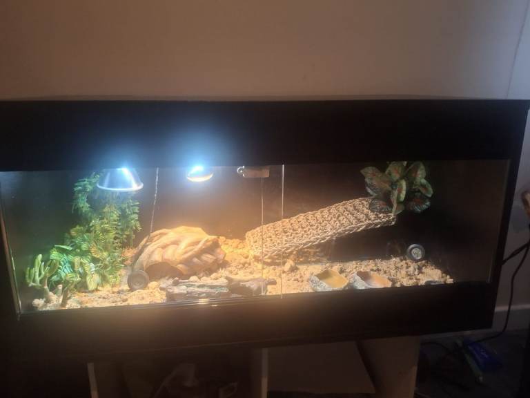 Leopard gecko 