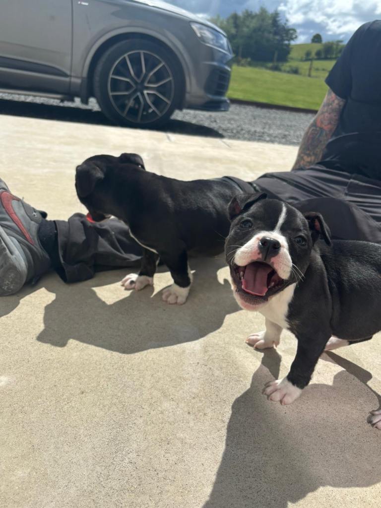 Staffy x micro Bully