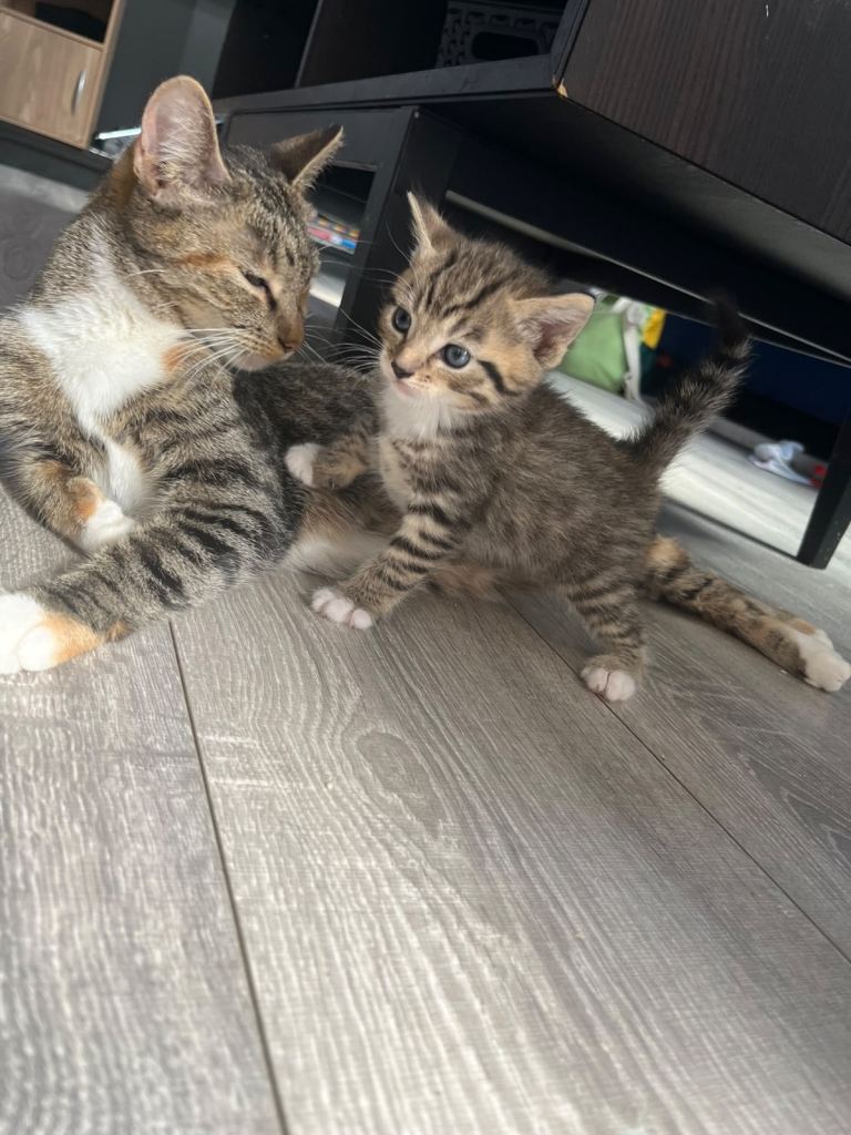 Kittens 🐈‍⬛
