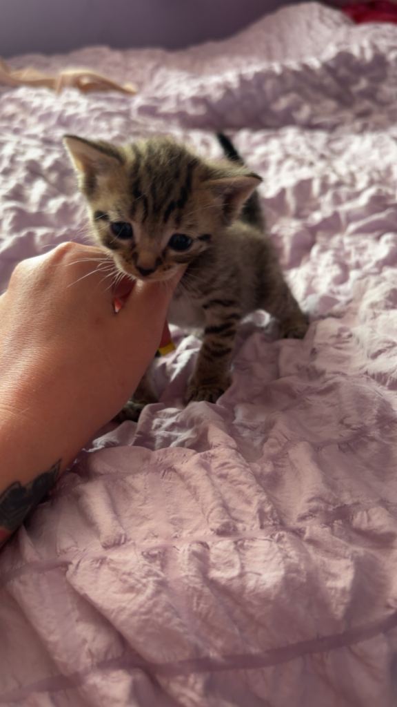 6 beautiful kittens 