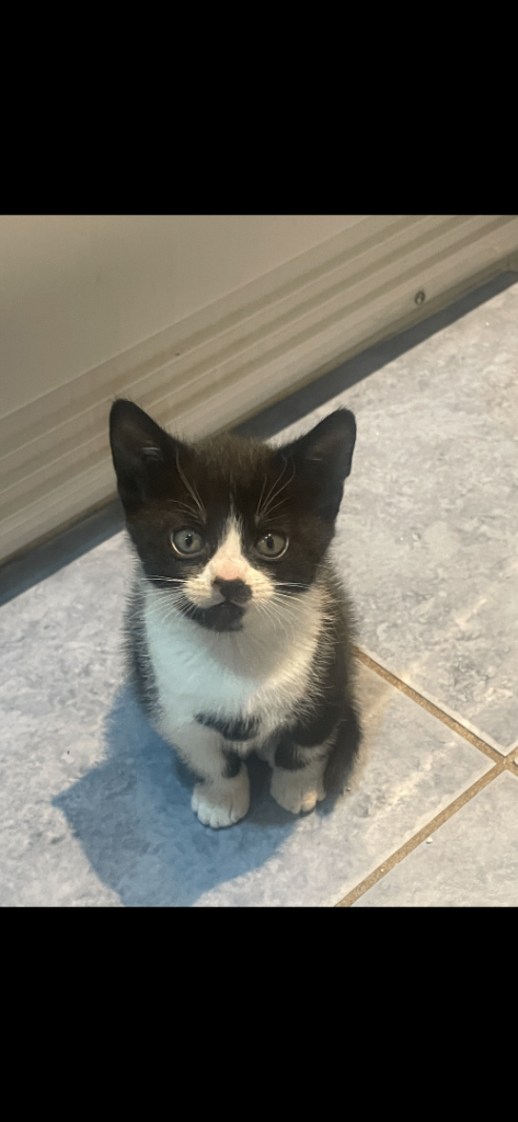 Adorable kittens needing their forever home