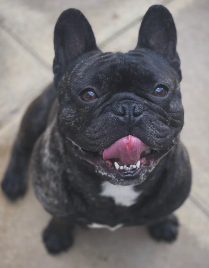 5 year old male French Bulldog