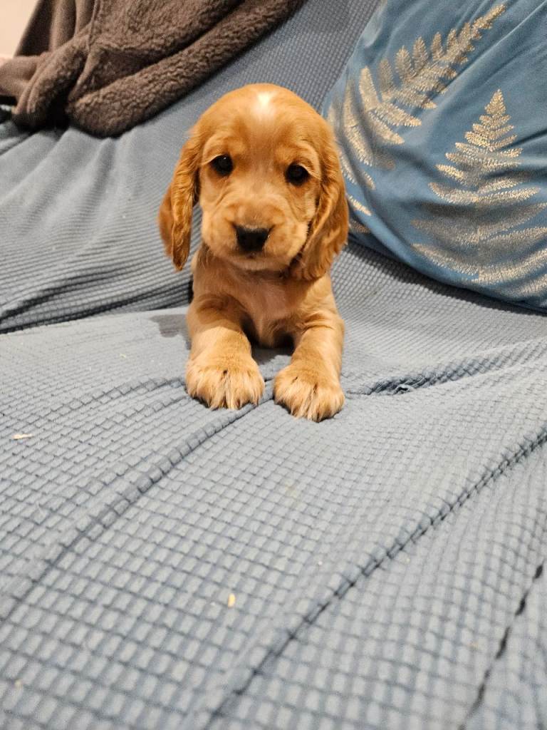 Stunning show type KC Registered Cocker Spaniel Puppies