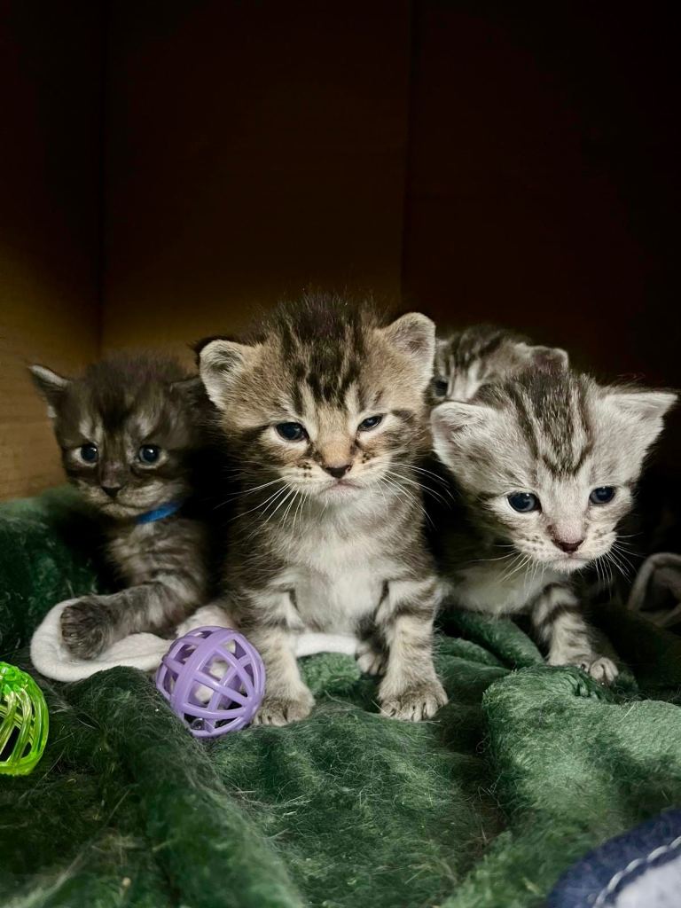 Last 2 kittens available