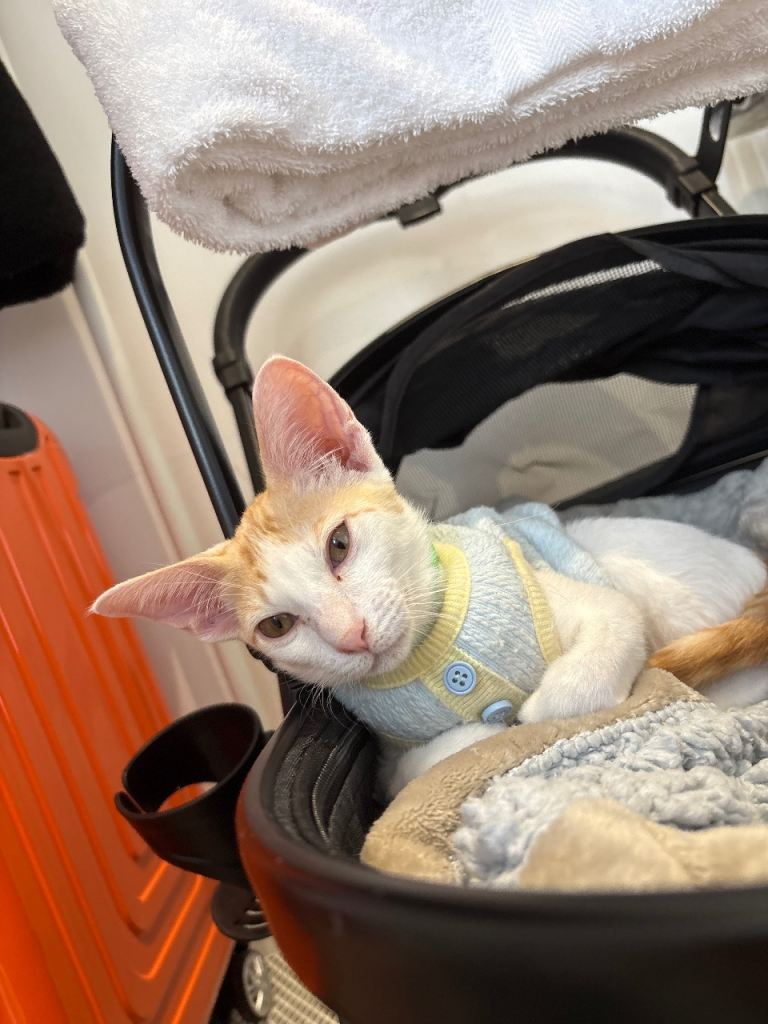 Affectionate male kitten