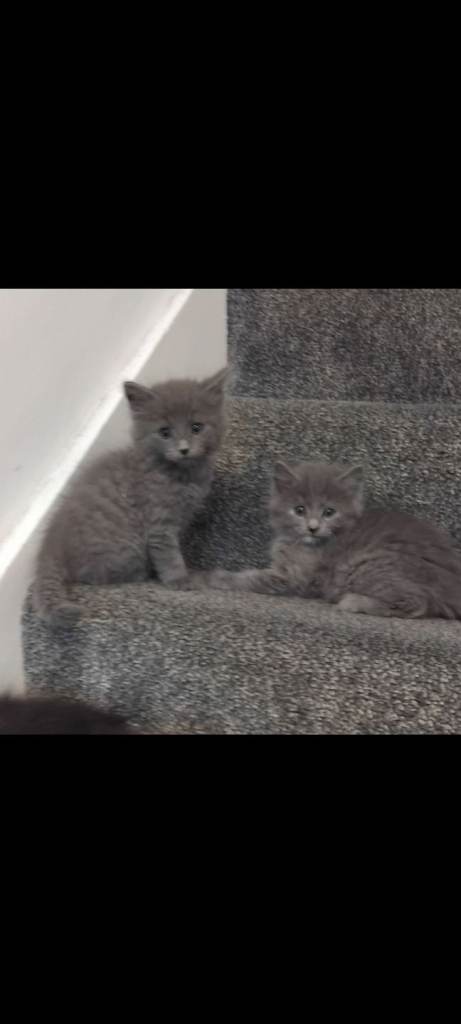 4 fluffy kittens for sale