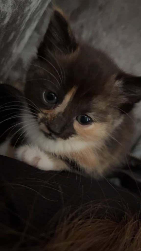 Beautiful playful kittens (urgent)