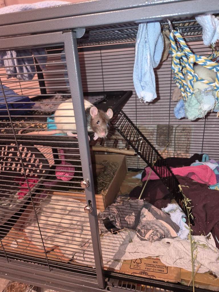 2 lovely little ratties and excelllent cage cage