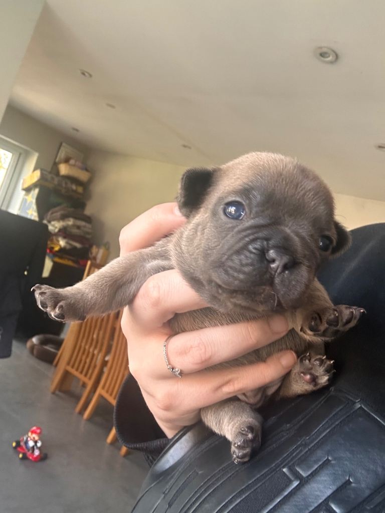 5 female full pedigree French bulldog puppies 